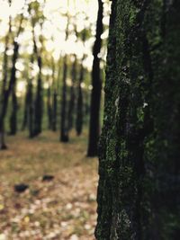 Close-up of moss growing on tree trunk in forest