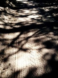 Shadow of tree on shadow