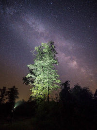 Low angle view of tree against sky at night