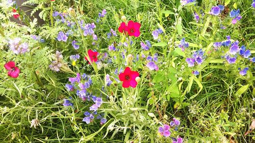 Close-up of purple flowers blooming in field