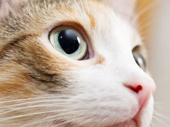 Close-up of cat