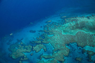 Fish swimming in sea