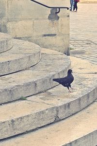 High angle view of bird perching on shadow