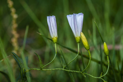 Close-up of flowering plant on field