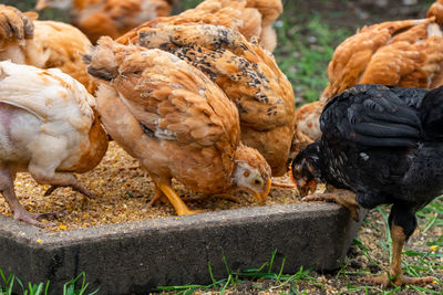 Pigeons in a farm