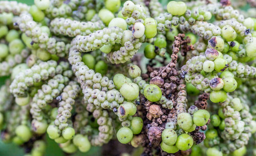 Full frame shot of grapes