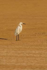 White bird perching on wood