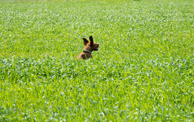 Cat on grass