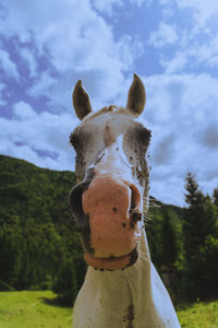 Portrait of a horse