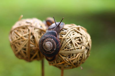 Close-up of snail on hay ball