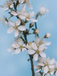 Close-up of cherry blossom tree