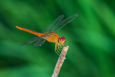 Close-up of dragonfly on plant