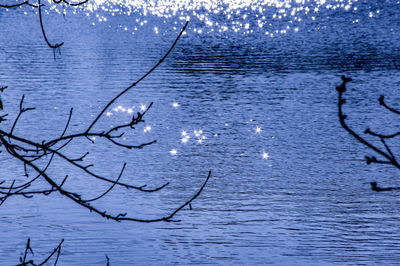 View of birds in sea