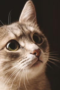 A beautiful striped gray domestic cat with yellow eyes sitting on a dark background. 