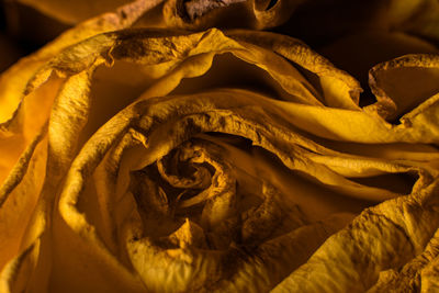 Full frame shot of rose