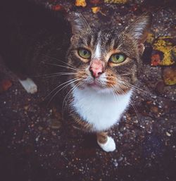 Portrait of cat