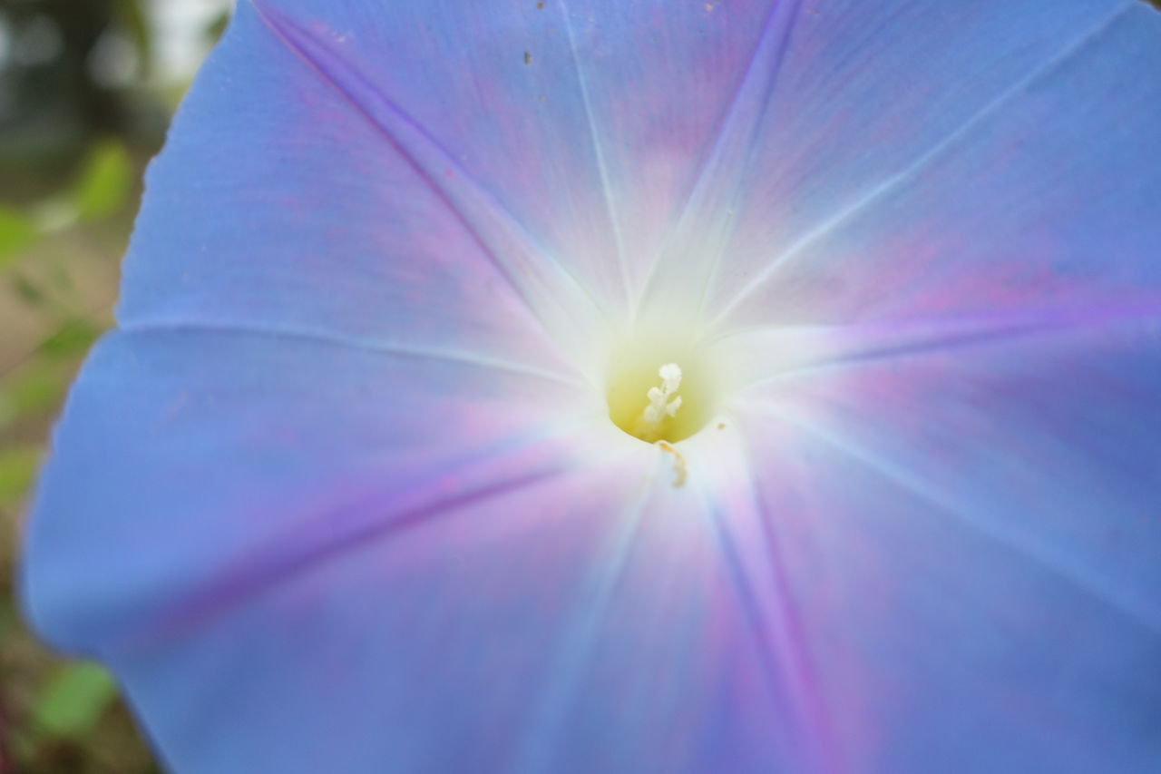 CLOSE-UP OF PURPLE FLOWER