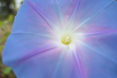 Close-up of purple flowering plant