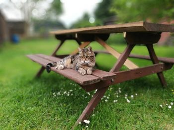 Lizard on wood in park