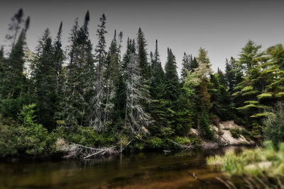 Pine trees in forest against sky