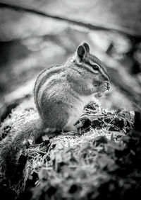 Mono chipmunk nibbles nut on mossy log