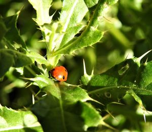 Close-up of ladybug on leaf