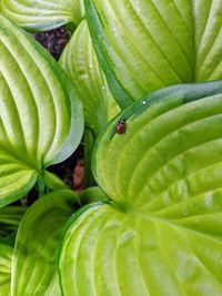 Close-up of insect on leaf