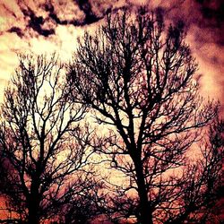 Silhouette of bare tree at sunset