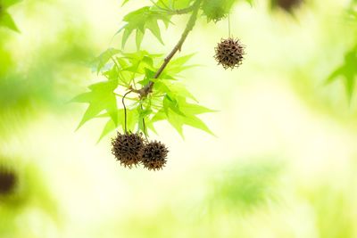 Close-up of flowering plant against blurred background