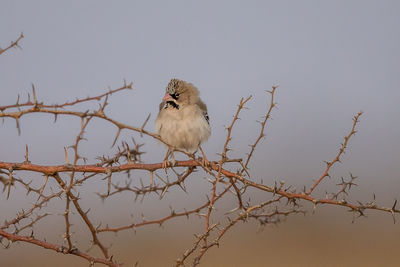 Low angle view of bird perching on branch against sky