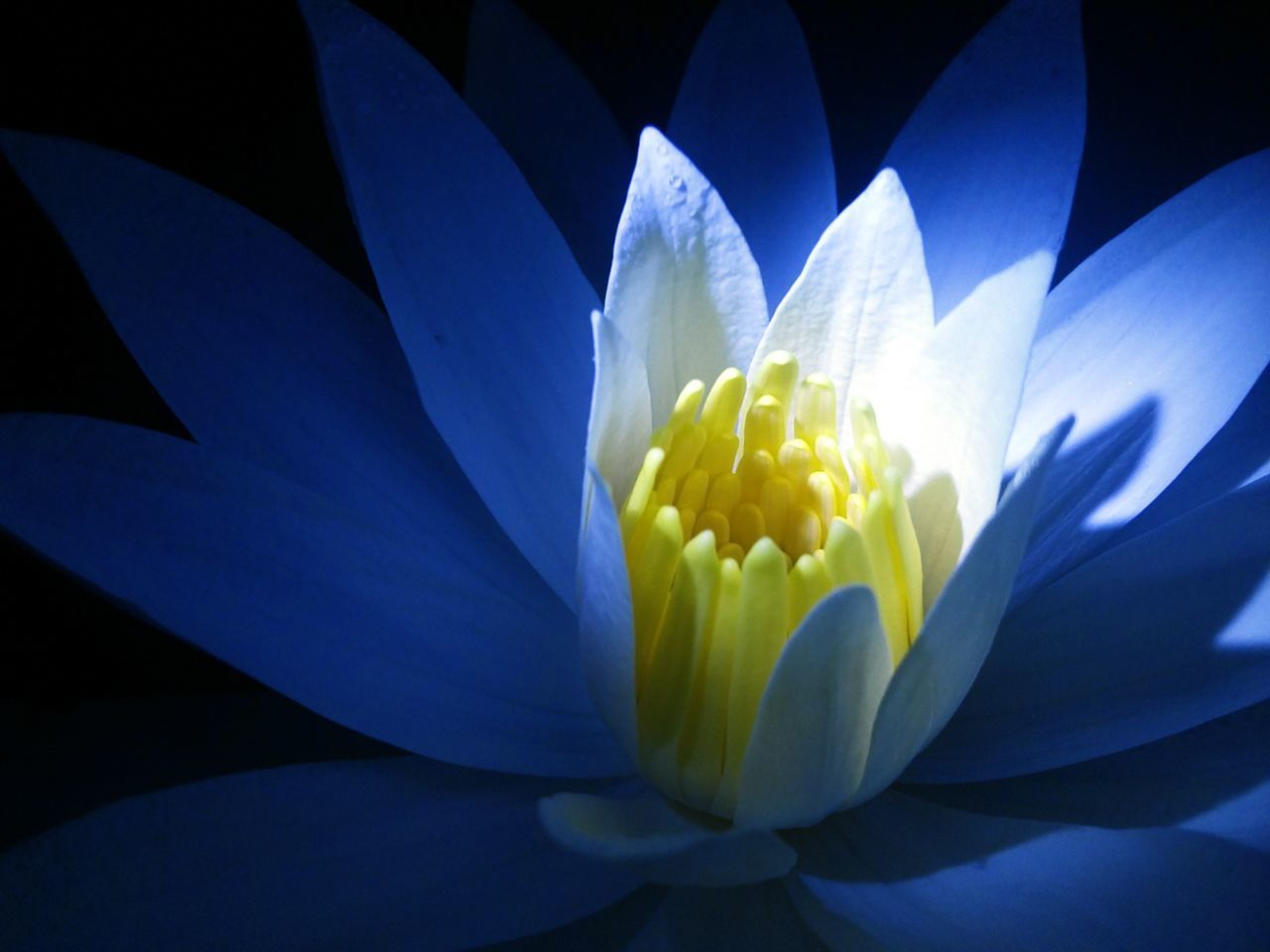 Yellow nature freshness black background outdoors Every Flower Is A Soul