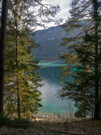 Scenic view of lake by trees in forest