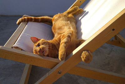 High angle view of cat lying on seat at home