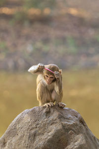 Close-up of monkey combing its hair with a comb