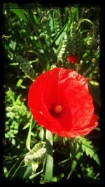 Close-up of red flowers