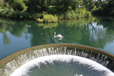 Birds in a lake