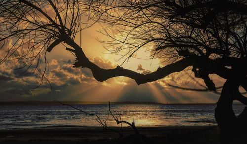 Silhouette tree by sea against sky during sunset