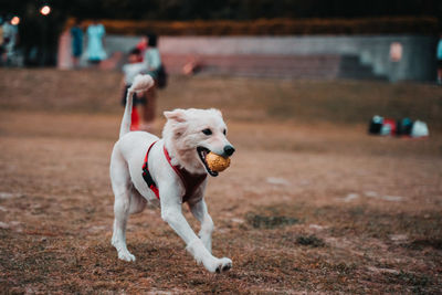 Dog running in the ground