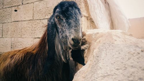 Close-up of horse standing outdoors