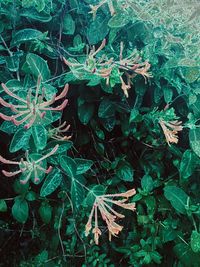 High angle view of plants growing on land