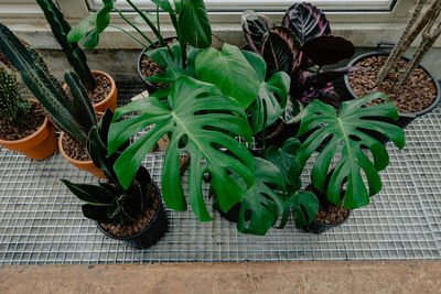 High angle view of potted plant on table
