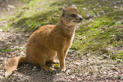 Close-up of squirrel