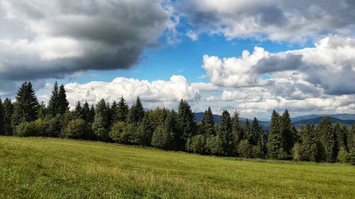 Panoramic view of trees on field against sky