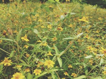 Close-up of plants