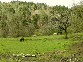 Sheep grazing in a field