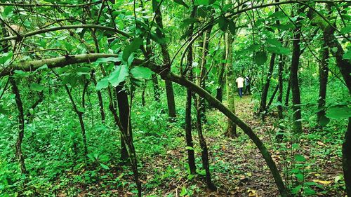 Trees in forest