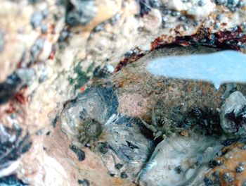 Close-up of lizard on rock