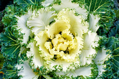 Close-up of white rose bouquet