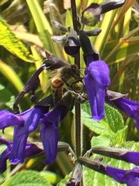 Close-up of purple flowers