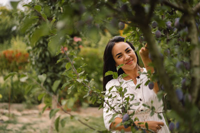 Woman picking plum in garden. traditional collecting organic fruit.